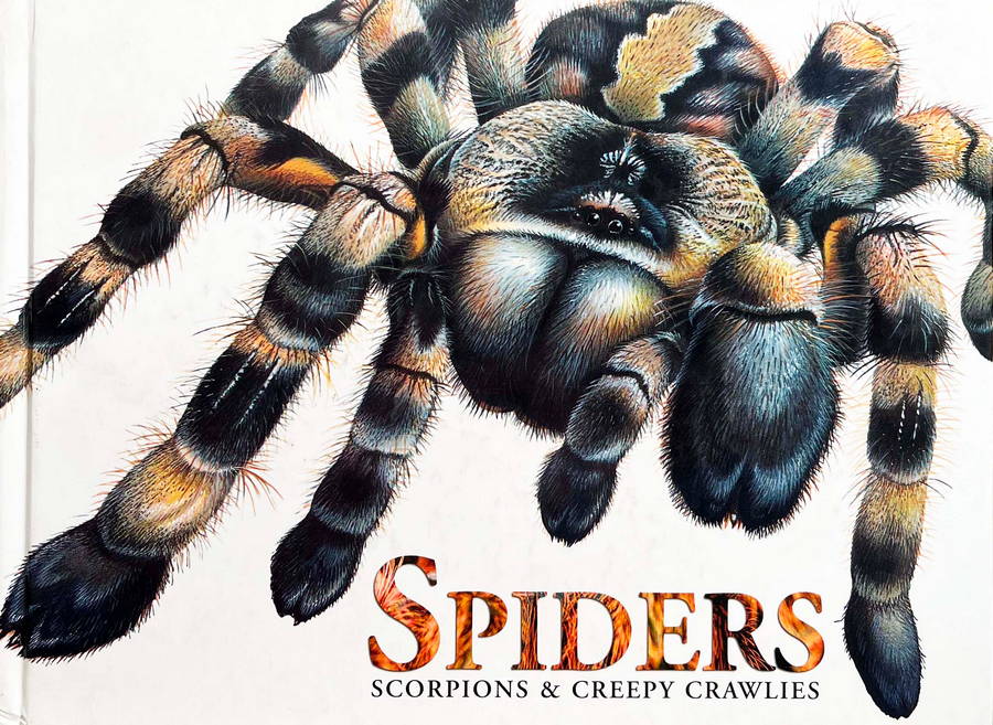Spider Scorpions & Creepy Crawlies