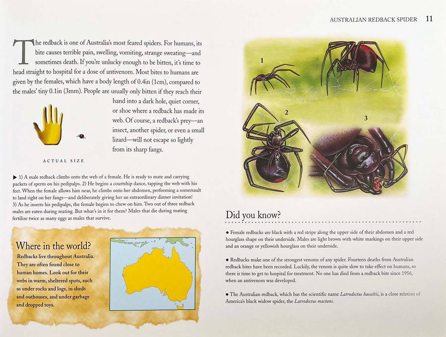 Spider Scorpions & Creepy Crawlies - Image 2