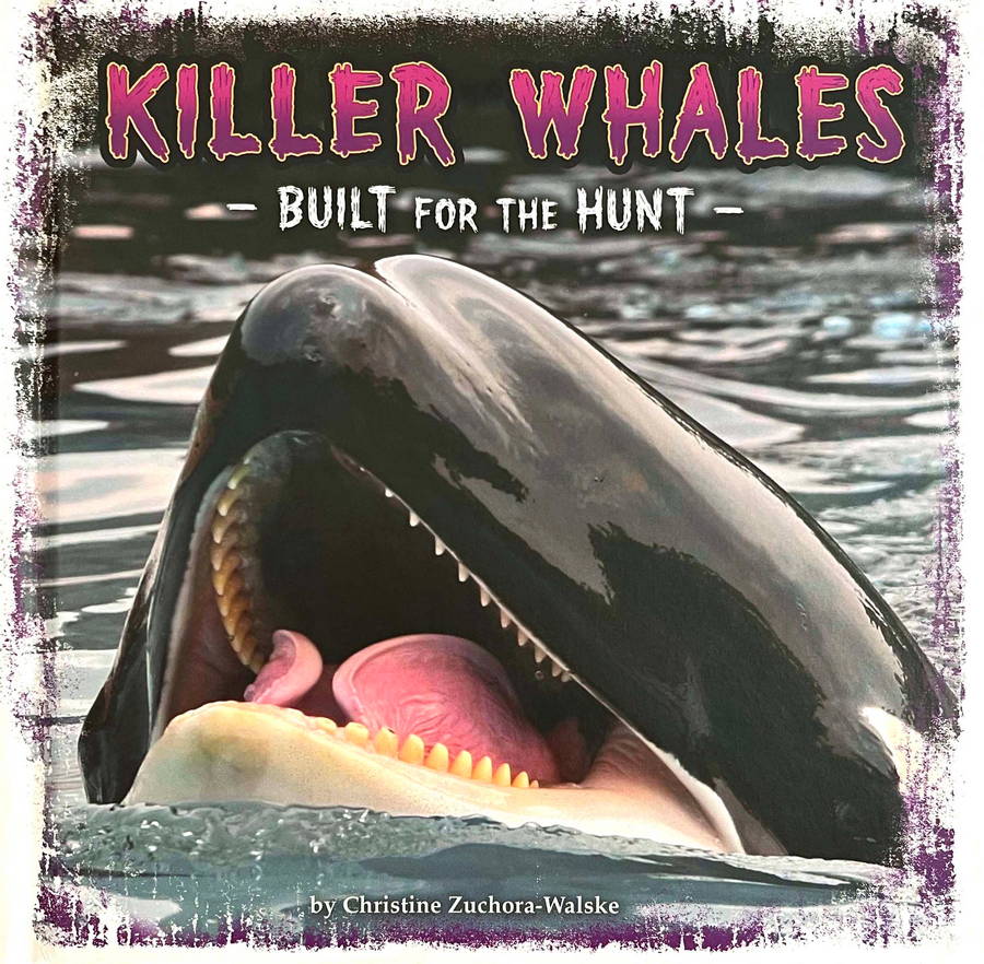 Killer Whales - Built for the Hunt