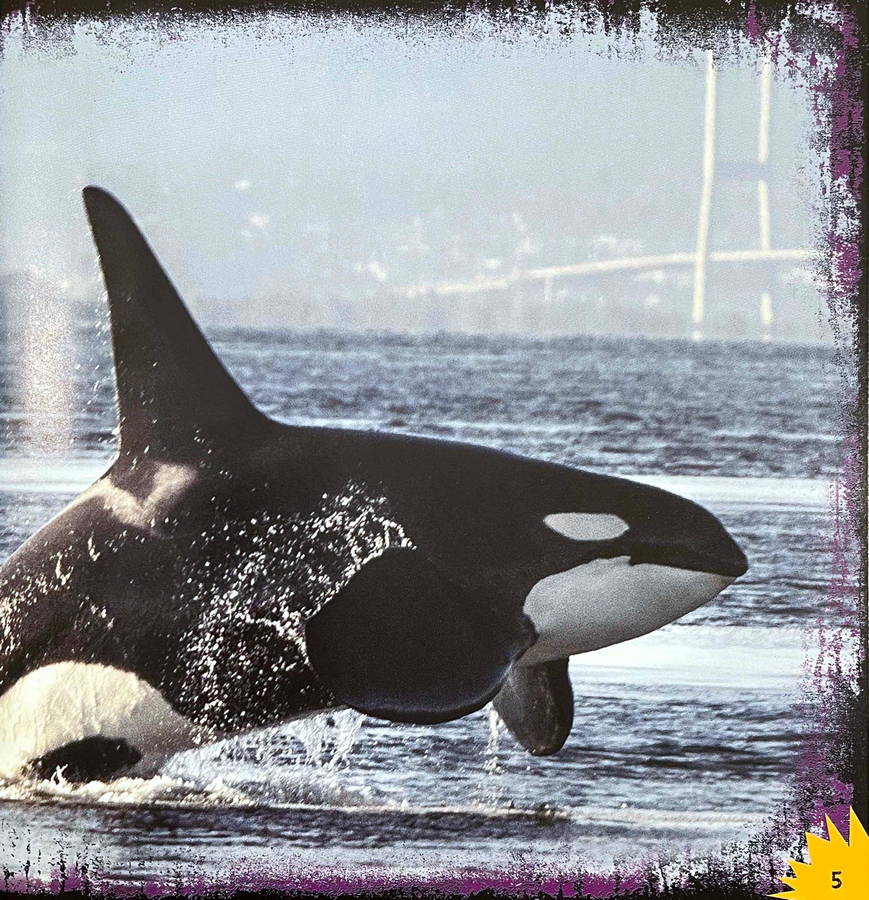Killer Whales - Built for the Hunt - Image 2